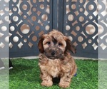 Small #1 Yorkiepoo mix (+ Poodle Toy)