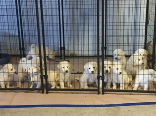 Great Pyrenees-Maremma Sheepdog Mix Puppy for sale in WASHOE VALLEY, NV, USA
