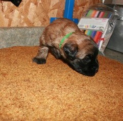 Soft Coated Wheaten Terrier Puppy for sale in CHARLES CITY, IA, USA