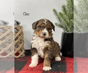 Bernedoodle Puppy for sale in GOSHEN, IN, USA