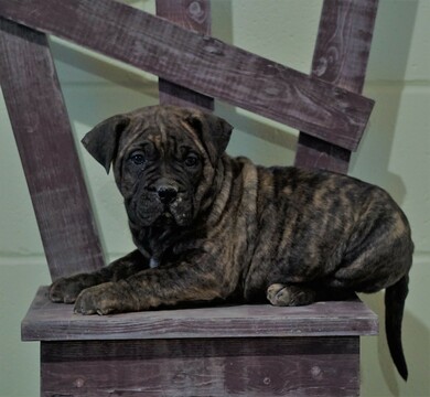 Medium Photo #2 Presa Canario Puppy For Sale in FREDERICKSBURG, OH, USA