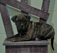 Small Photo #2 Presa Canario Puppy For Sale in FREDERICKSBURG, OH, USA