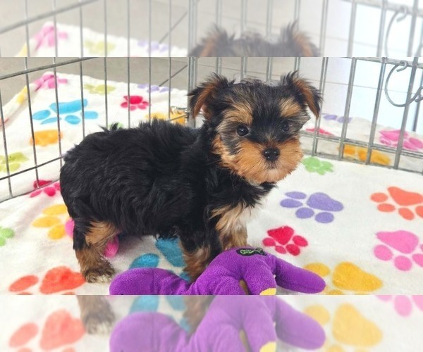 Medium Photo #8 Yorkshire Terrier Puppy For Sale in ORO VALLEY, AZ, USA