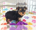 Small Photo #8 Yorkshire Terrier Puppy For Sale in ORO VALLEY, AZ, USA