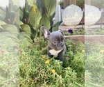 Small #3 Faux Frenchbo Bulldog