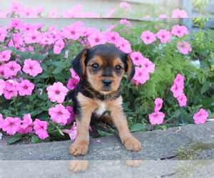 Cavalier King Charles Spaniel-Yorkie Russell Mix Puppy for sale in SHILOH, OH, USA