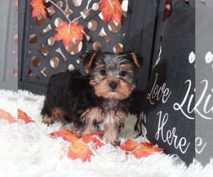 Yorkshire Terrier Puppy for Sale in MOUNT VERNON, Ohio USA
