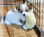 Small #1 Biewer Terrier-Pomeranian Mix