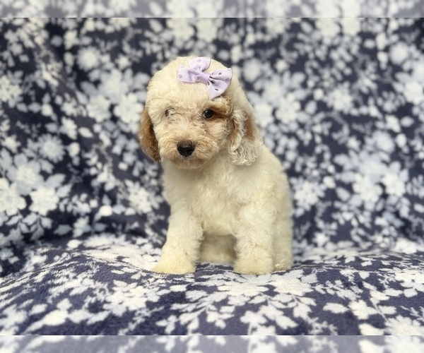 Medium Photo #5 Goldendoodle (Miniature) Puppy For Sale in LAKELAND, FL, USA