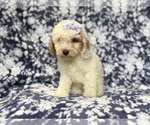 Small #4 Goldendoodle (Miniature)