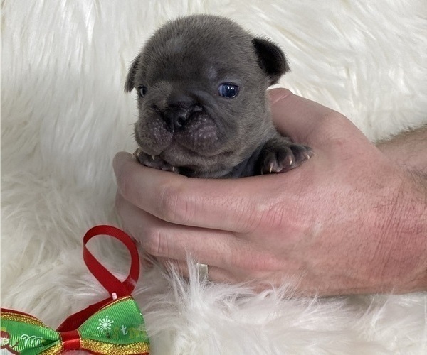 Medium Photo #5 French Bulldog Puppy For Sale in SOMERS, MT, USA