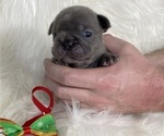 Small Photo #5 French Bulldog Puppy For Sale in SOMERS, MT, USA