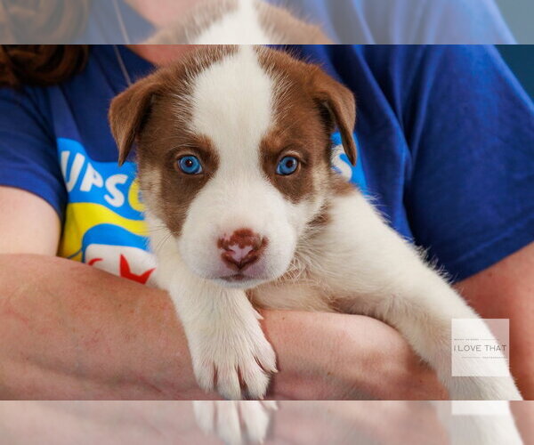 Medium Photo #1 Australian Shepherd-Unknown Mix Puppy For Sale in The Woodlands, TX, USA