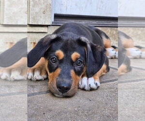 Mutt Dogs for adoption in Germantown, OH, USA