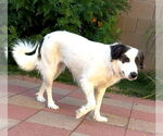 Small #4 Border Collie-Spaniel Mix