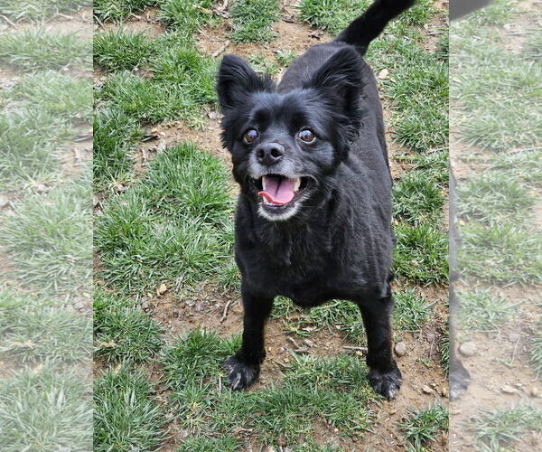 Medium Photo #2 Pomsky Puppy For Sale in Lebanon, PA, USA