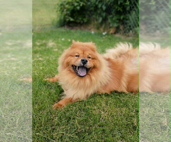 Medium Photo #1 Chow Chow Puppy For Sale in Prescott, Ontario, Canada