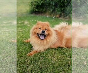 Chow Chow Dogs for adoption in Prescott, Ontario, Canada