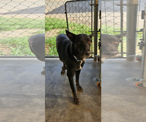 Mutt Dogs for adoption in El Centro, CA, USA