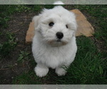 Small Photo #20 Coton de Tulear Puppy For Sale in COLUMBIA, MO, USA