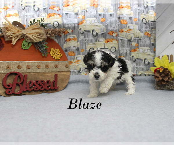 Medium Photo #13 Poodle (Toy) Puppy For Sale in CHANUTE, KS, USA
