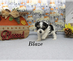 Small #12 Poodle (Toy)