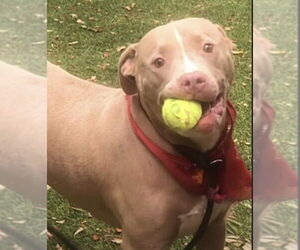 Cutie Chunks - Male American Staffordshire Terrier-Argentinian Mastiff Mix Dog for Adoption - Photo #3