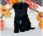 Puppy Puppy 3 YorkiePoo