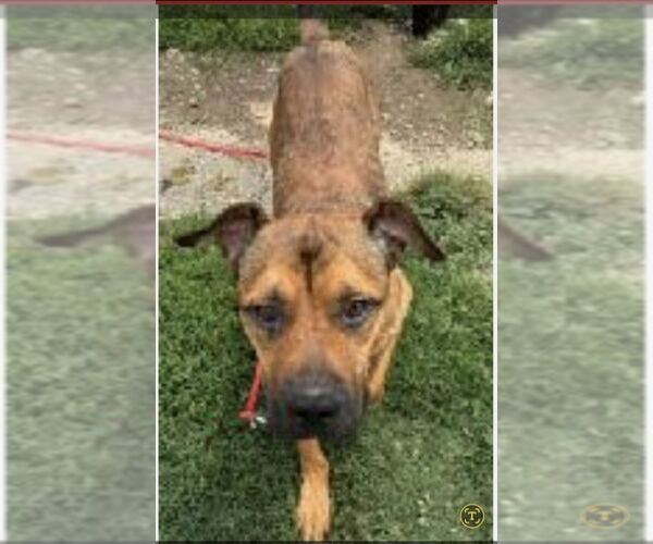 Medium Photo #9 Black Mouth Cur-Boxer Mix Puppy For Sale in Winston Salem, NC, USA