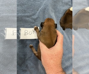 Boxer Puppy for sale in BLOOMINGTON, IL, USA