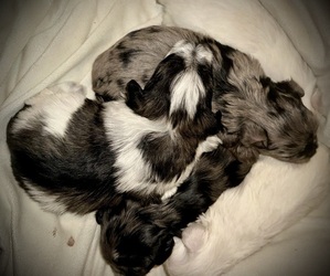 Schnauzer (Miniature) Litter for sale in PFLUGERVILLE, TX, USA