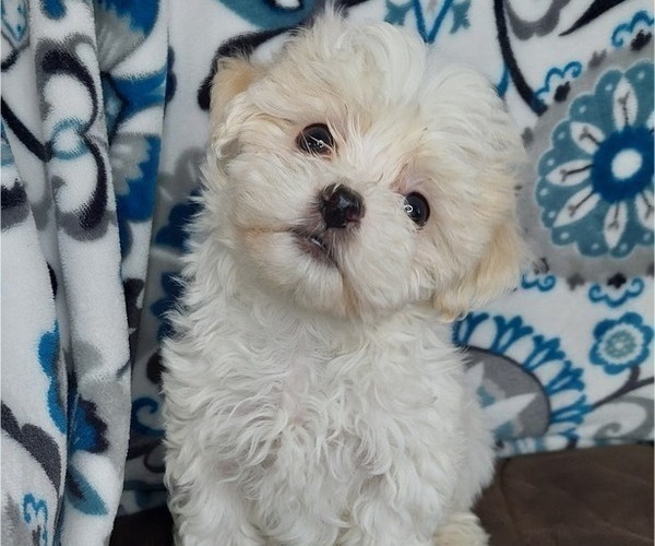 Medium Photo #4 Maltipoo Puppy For Sale in ELKTON, KY, USA