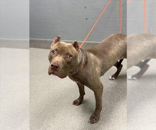 Medium Photo #1 American Pit Bull Terrier-Unknown Mix Puppy For Sale in Las Vegas, NV, USA