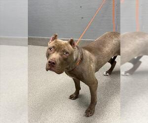 American Pit Bull Terrier-Unknown Mix Dogs for adoption in Las Vegas, NV, USA