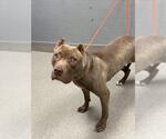 Small American Pit Bull Terrier Mix