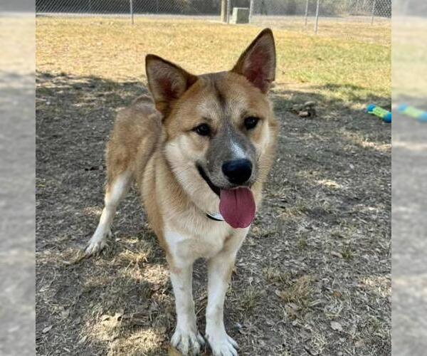 Medium Photo #2 Akita-Unknown Mix Puppy For Sale in Conroe, TX, USA