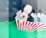 Small Photo #4 Boston Terrier Puppy For Sale in EL PASO, TX, USA