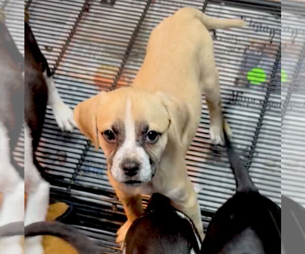 Medium Photo #2 American Boston Bull Terrier Puppy For Sale in GILBERTS, IL, USA