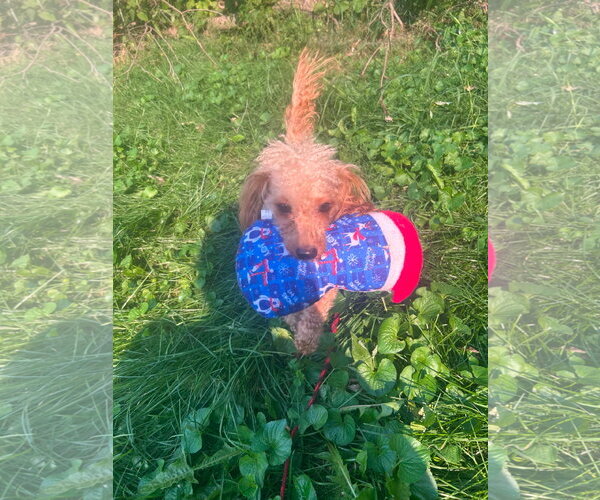 Medium Photo #1 Poodle (Miniature)-Unknown Mix Puppy For Sale in Hinckley, IL, USA