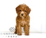 Small #1 Poodle (Toy)