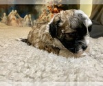 Small Photo #14 Shih-Poo-Zuchon Mix Puppy For Sale in GALENA, NV, USA