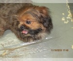 Small Photo #4 Shih Tzu Puppy For Sale in CARROLLTON, GA, USA