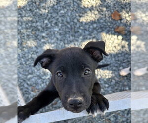 German Shepherd Dog-Unknown Mix Dogs for adoption in Placerville, CA, USA