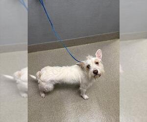 Mutt Dogs for adoption in Las Vegas, NV, USA