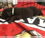 Small Photo #19 Labrador Retriever Puppy For Sale in CLEARWATER, FL, USA