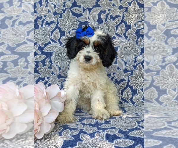 Medium Photo #6 Cavapoo Puppy For Sale in KINZERS, PA, USA