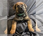 Puppy Green German Shepherd Dog-Malinois Mix