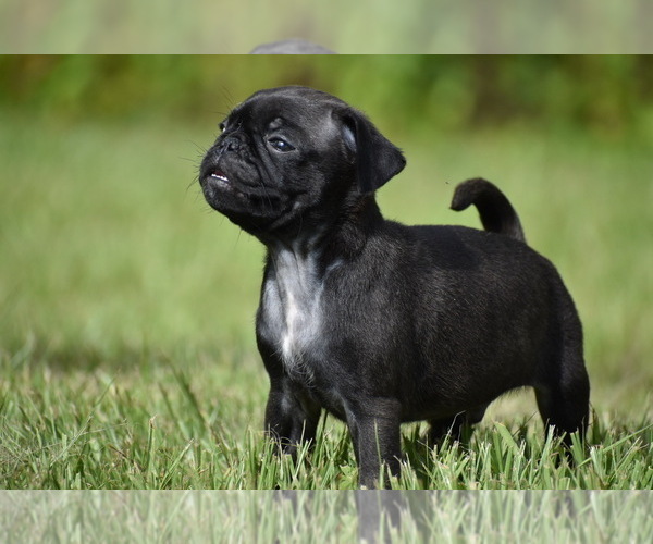 Medium Photo #1 Pug Puppy For Sale in PALM COAST, FL, USA