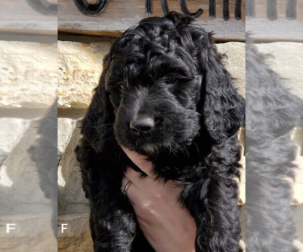 Medium Photo #7 Bernedoodle Puppy For Sale in CLARE, IL, USA