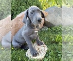 Small #2 Great Dane